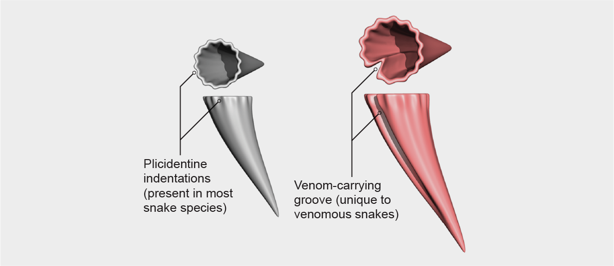 اسکن سه‌بعدی فرورفتگی‌های پلی‌سید را نشان می‌دهد که در بیشتر دندان‌های مارها و کانال حامل سم منحصر به گونه‌های سمی وجود دارد.