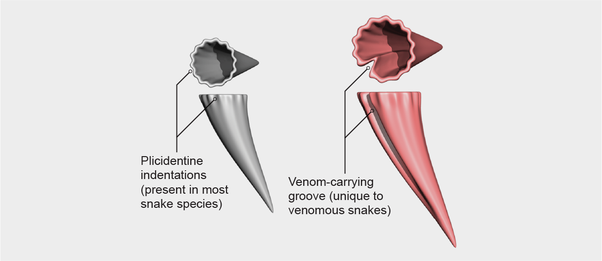 3D扫描显示，大多数蛇的牙齿上都有咬痕，而毒液携带沟是毒蛇特有的。
