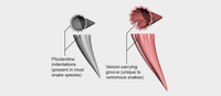 The Surprising Secret Of Snakes Venomous Bites Scientific American
