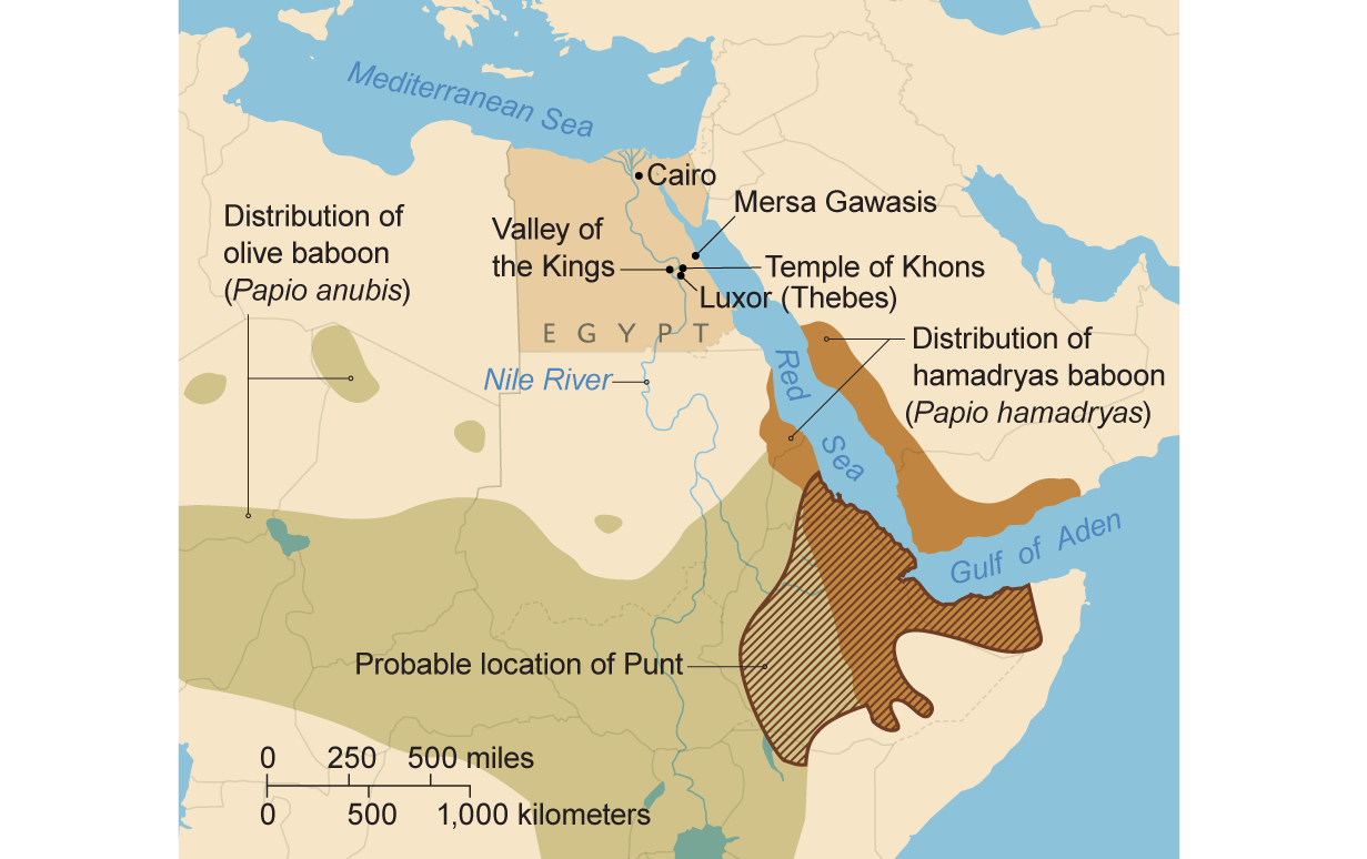 Map highlights                  distribution of hamadryas and olive baboon species and                  probable location of Punt.