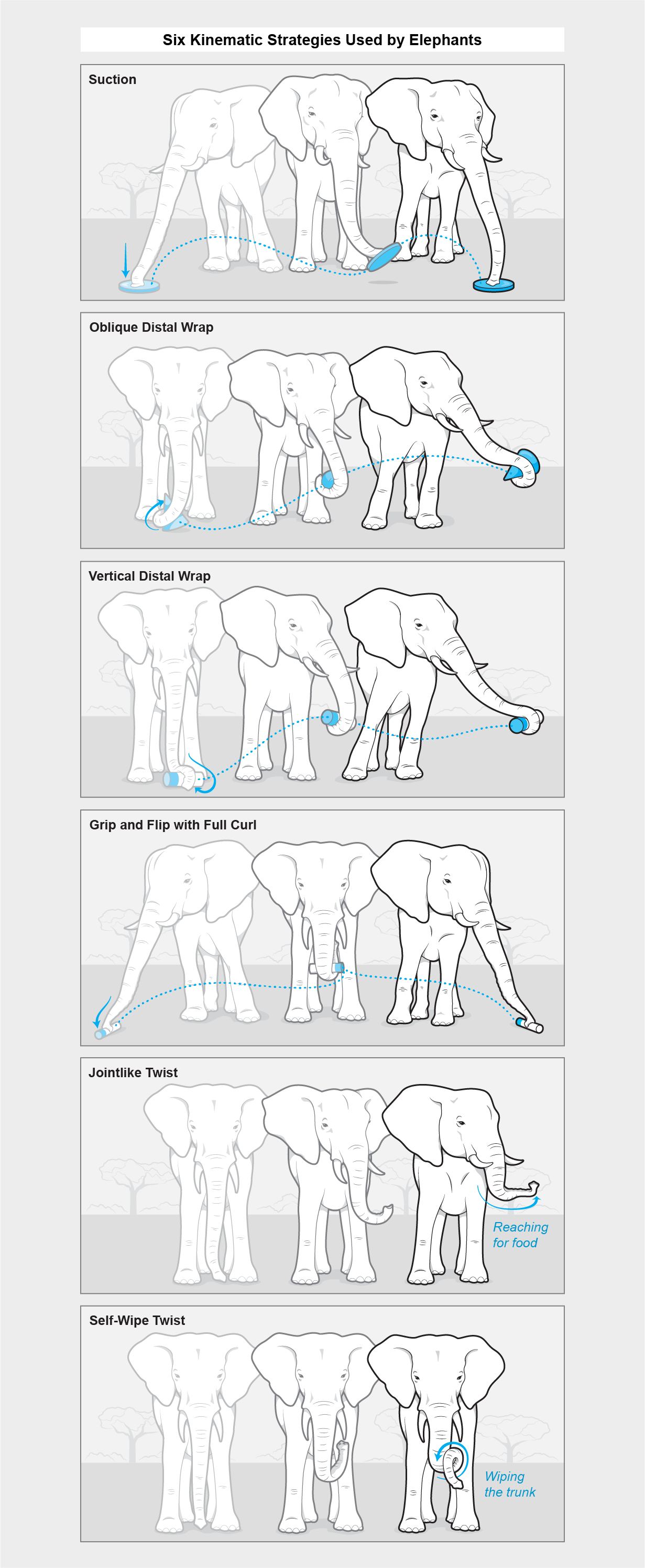 Graphic shows various ways an elephant can use its trunk to move objects or perform other tasks such as reaching for food.