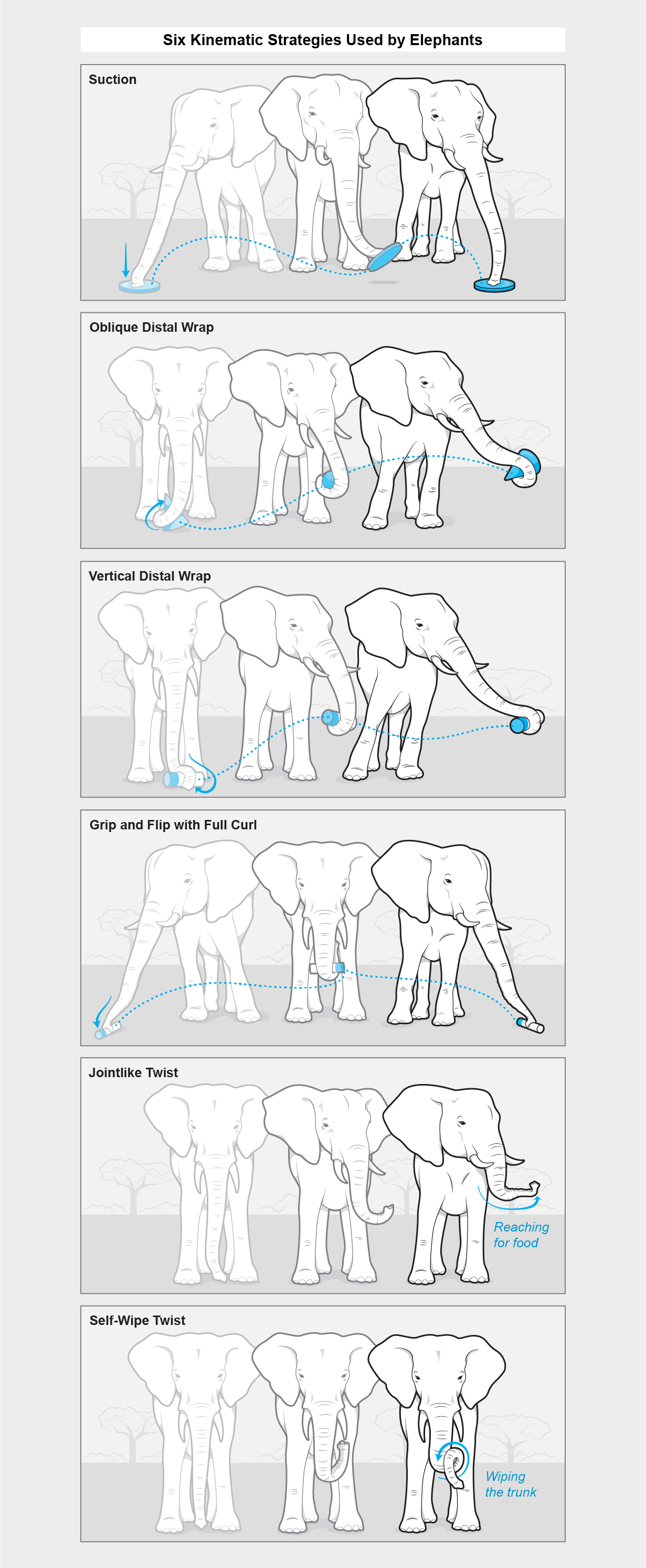 نمودار روش‌های مختلفی را نشان می‌دهد که فیل می‌تواند از خرطوم خود برای جابجایی اشیا یا انجام کارهای دیگر مانند دستیابی به غذا استفاده کند.