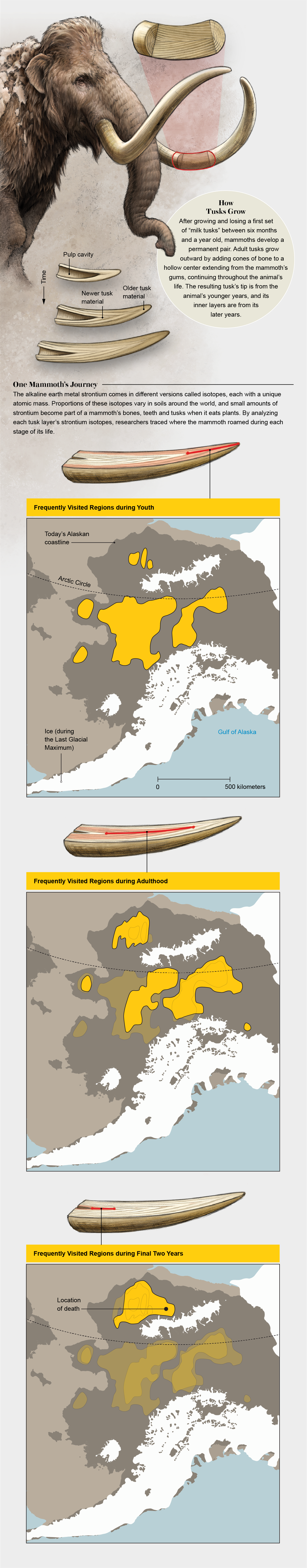 Graphic shows where one mammoth traveled over its lifetime, based on analysis of strontium found in the layers of its tusks.