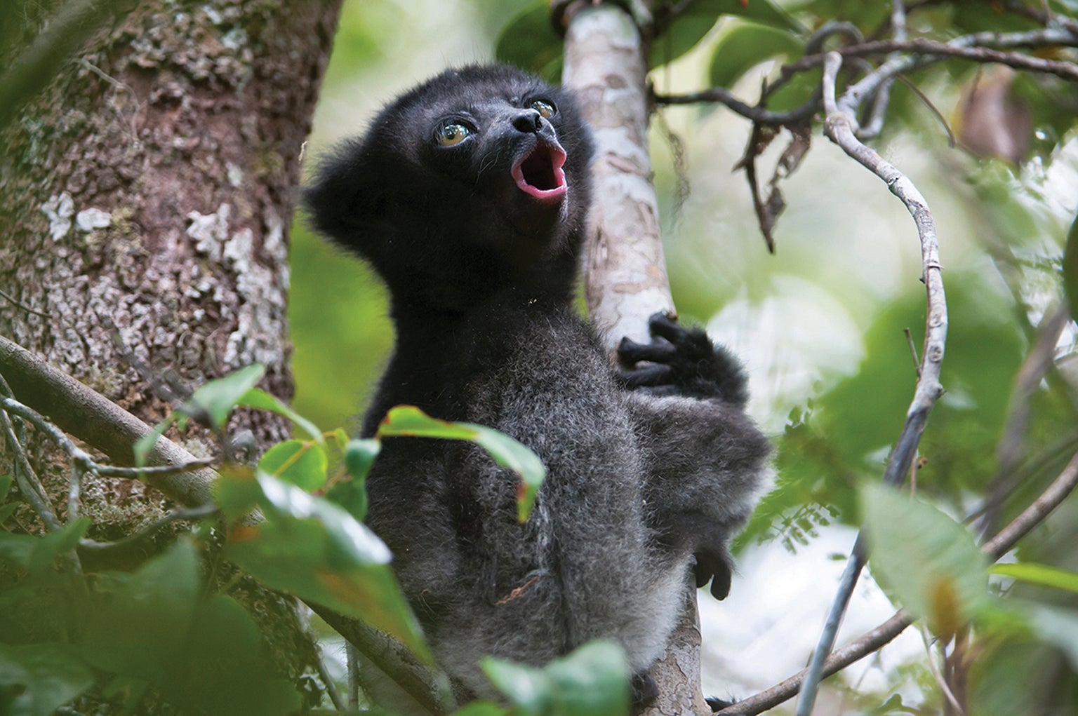 Two-month-old lemur.
