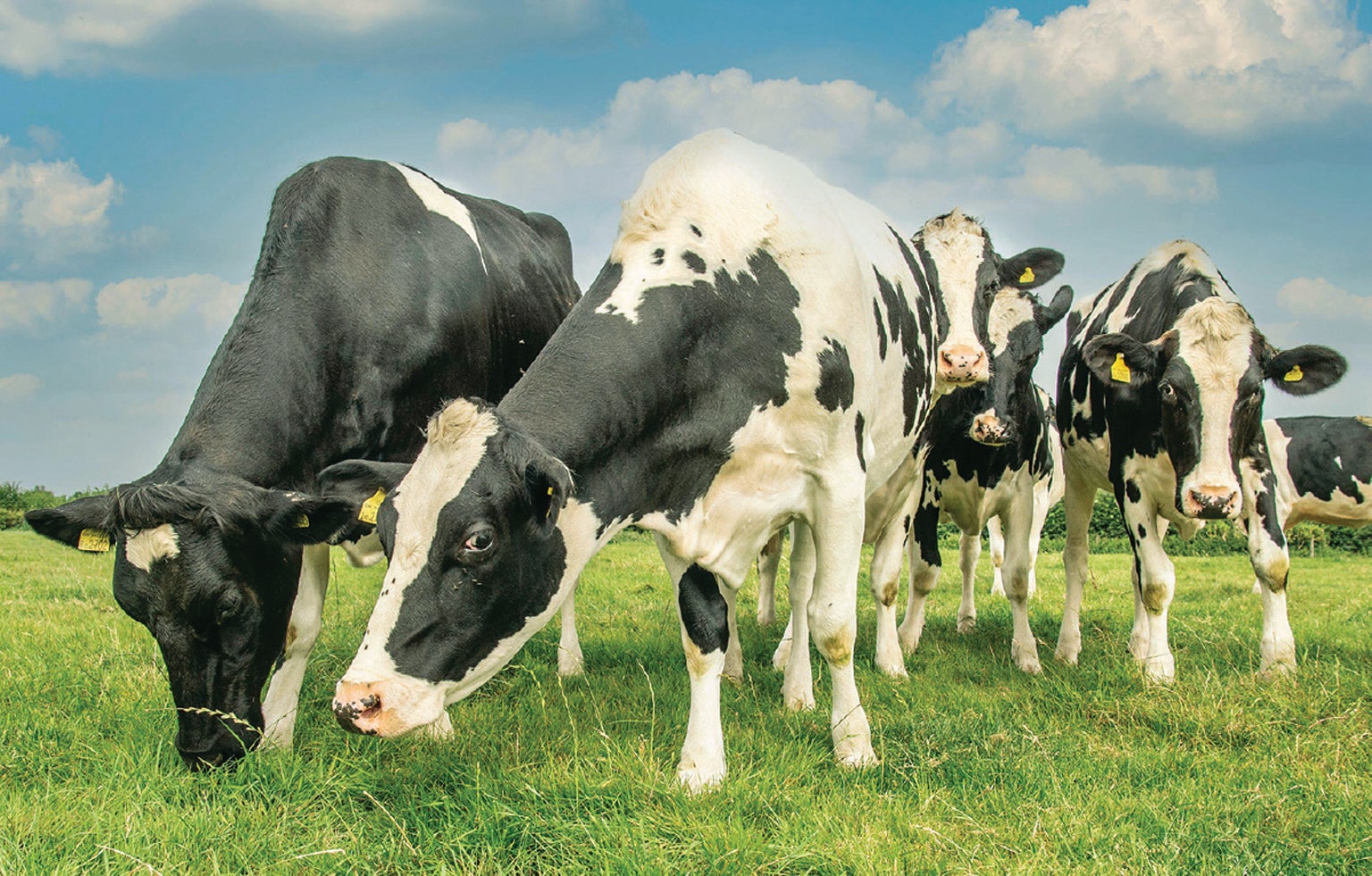 Three Holstein calves stand together while one in the background walks toward a barn with a sign saying “Moo Loo.”