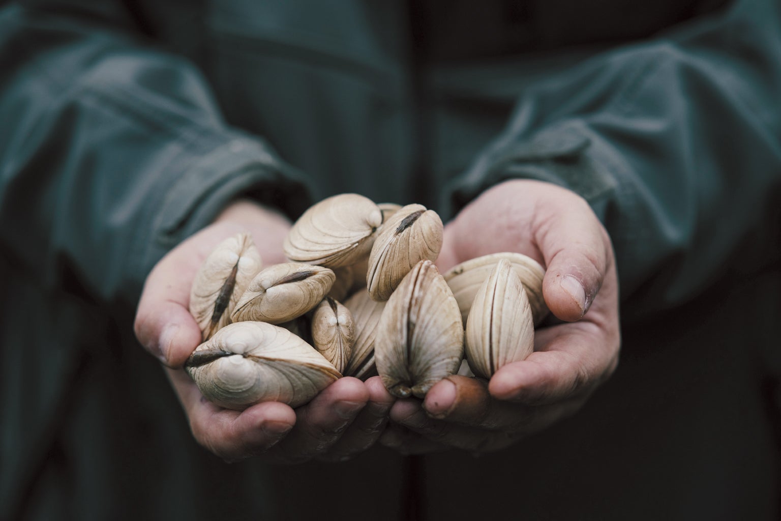 Man holding clams.