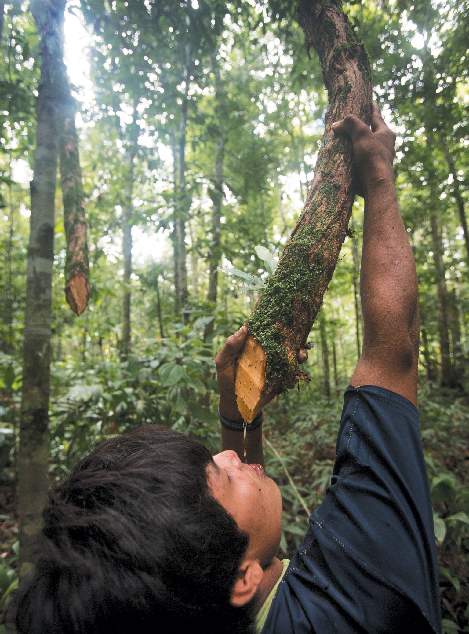 Tsimane' teenager drinks water from a vine in the Bolivian Amazon.