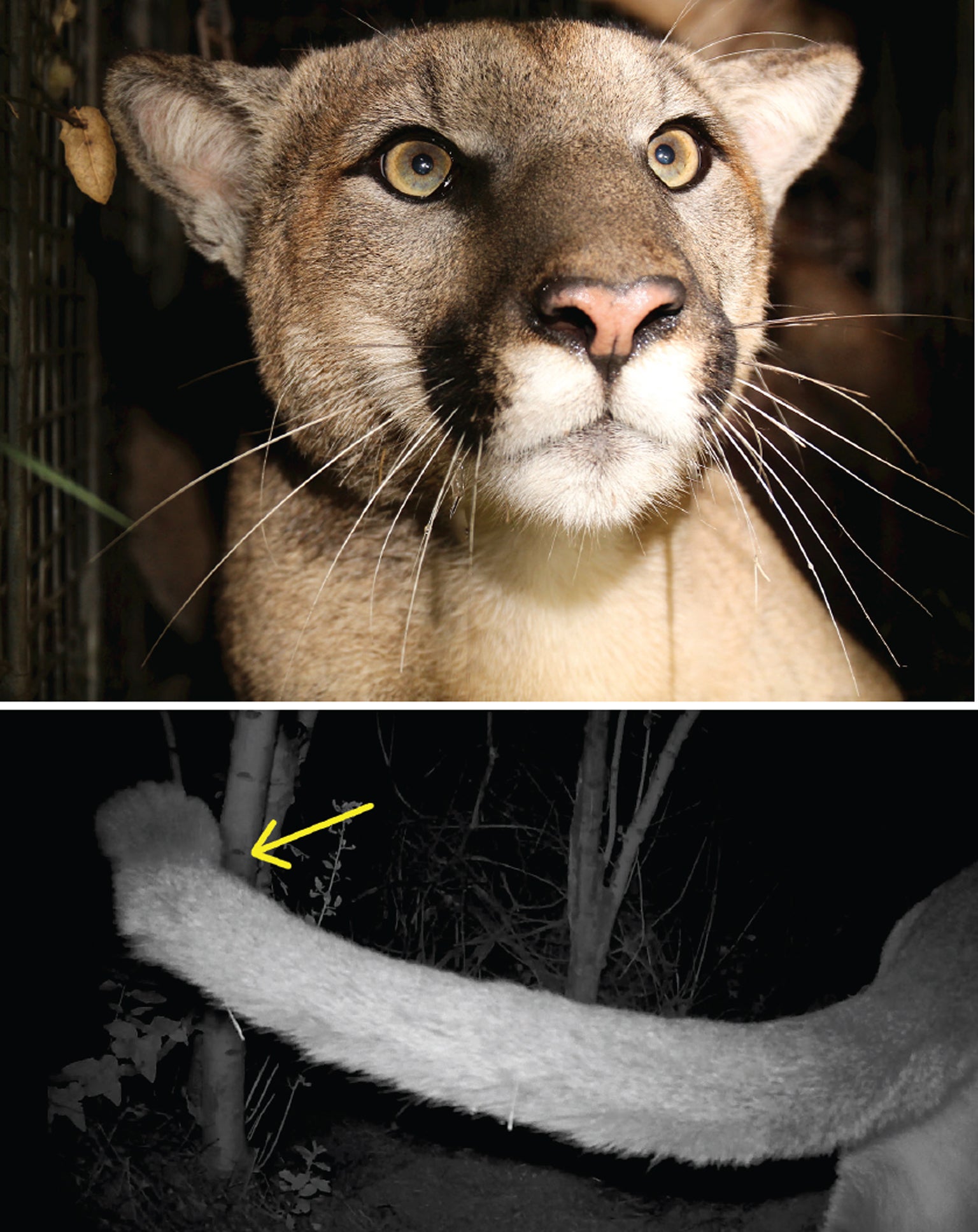 Close up of Santa Monica mountain lion P-81's face and tail.