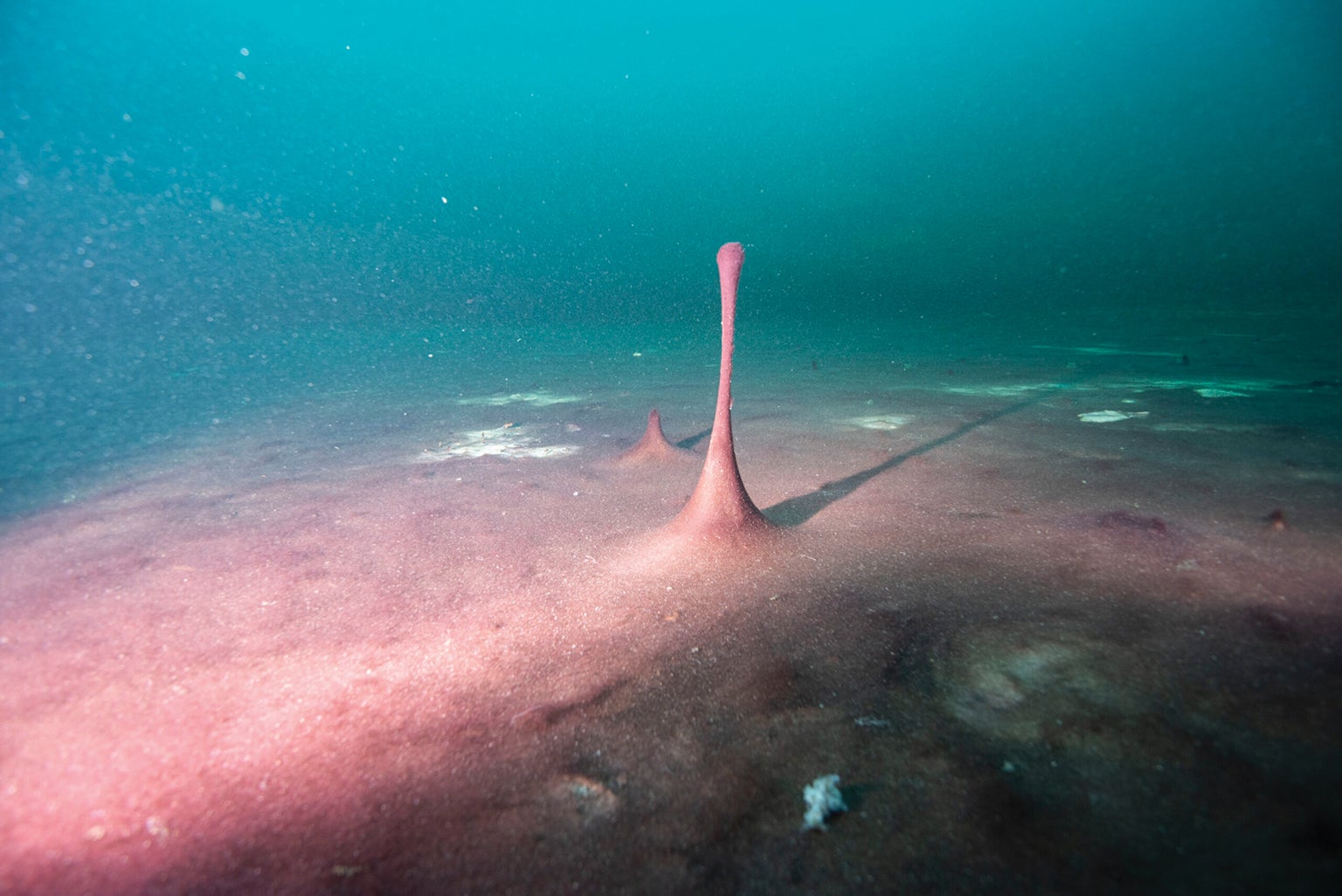 Gas bubbles out of a bacterial mat in the Lake Huron sinkhole.