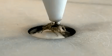 Researchers hold a jumping spider’s head in place while it walks on a spherical treadmill.