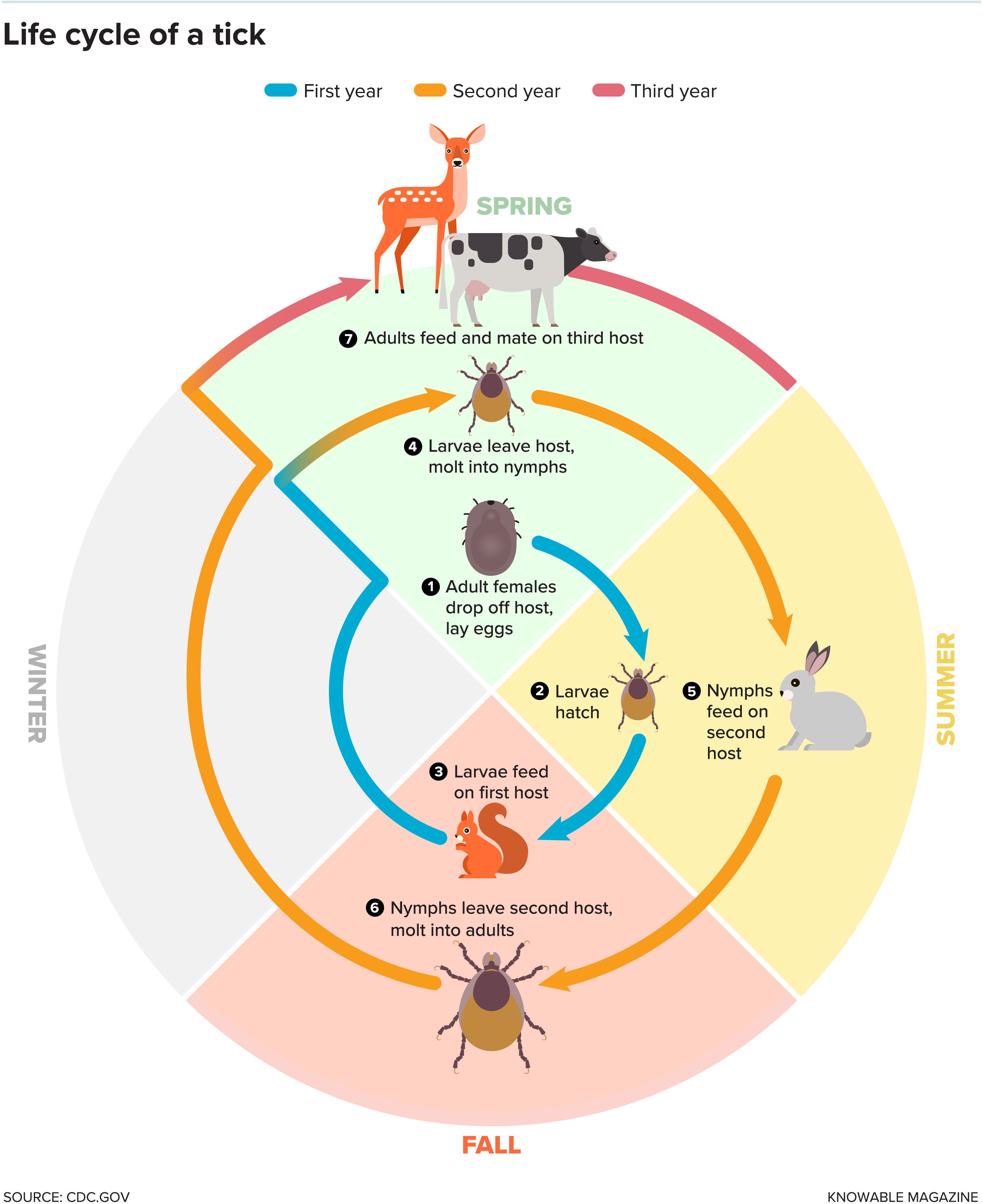 Life cycle of a tick.