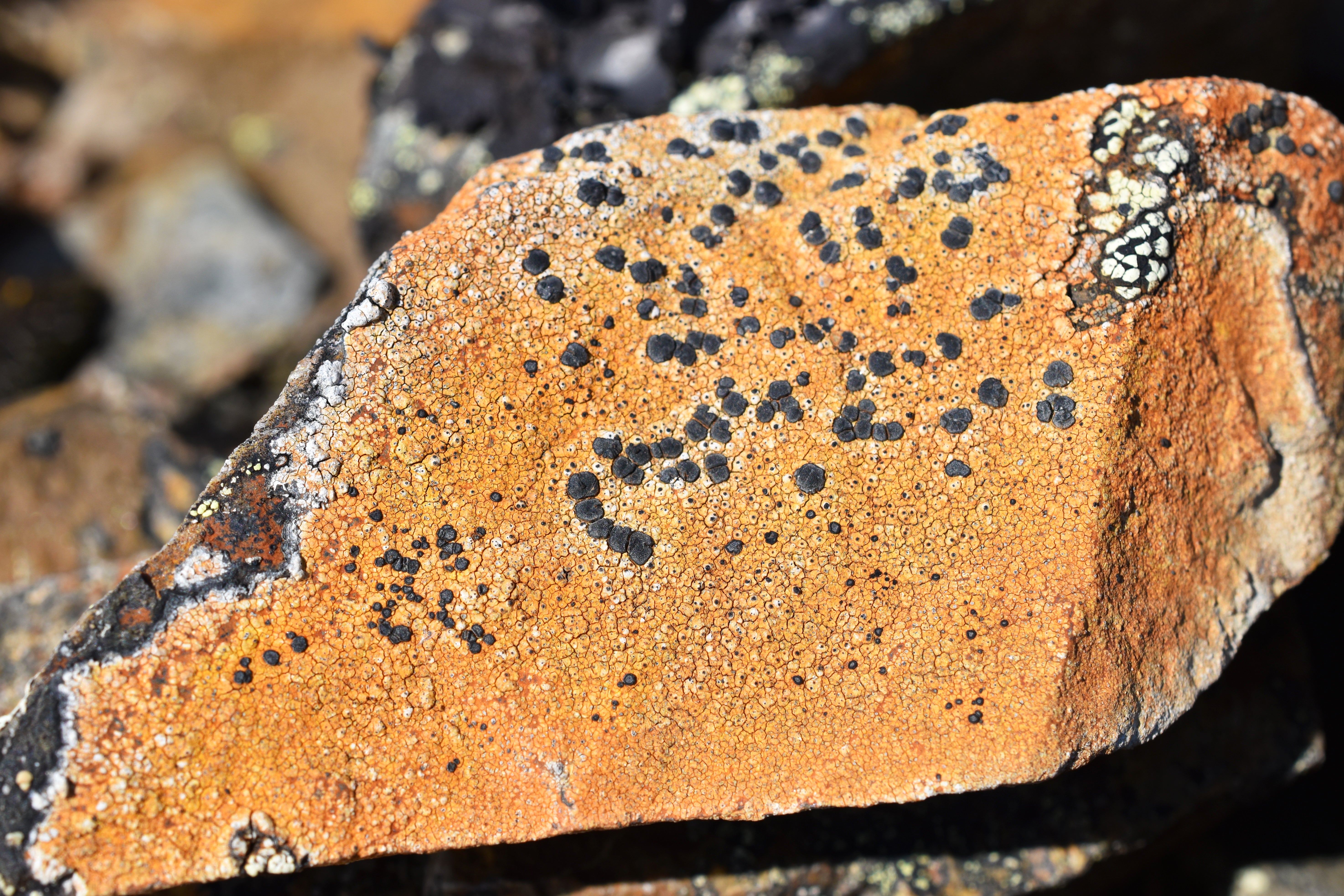 Porpidia on rock in the Alaskan tundra.