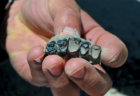 Jaw bones belonging to plant-eating Ectoconus.