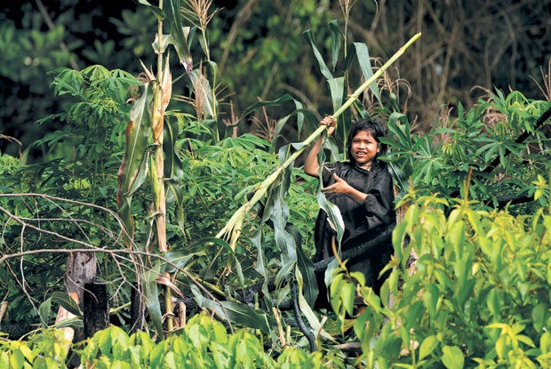 Child fetching corn.