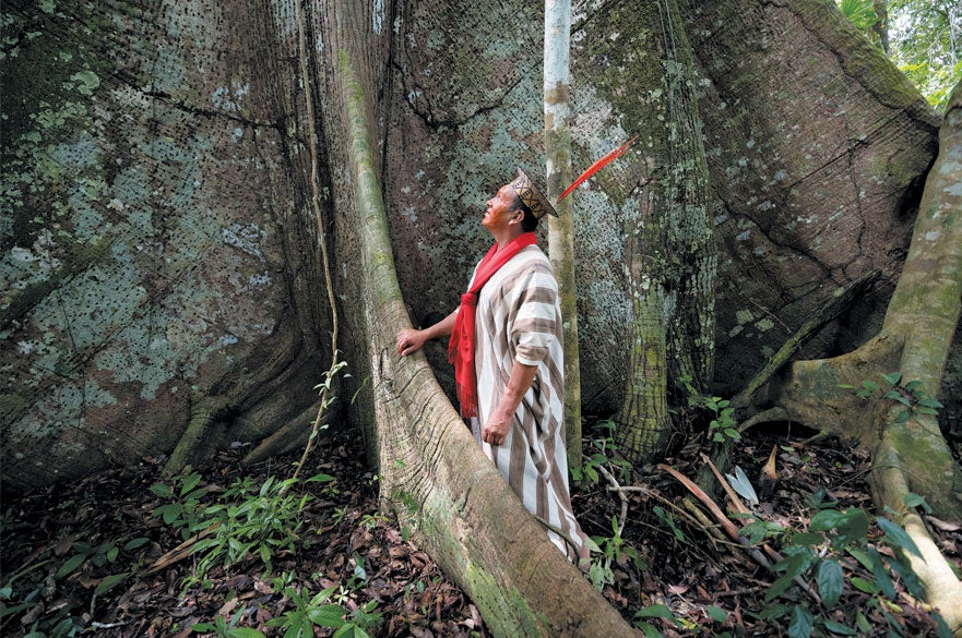 Man contemplates kapok (Ceiba pentandra) tree.