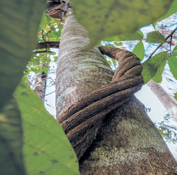 This Amazonian Indigenous Group Has Lessons in Sustainable Living for