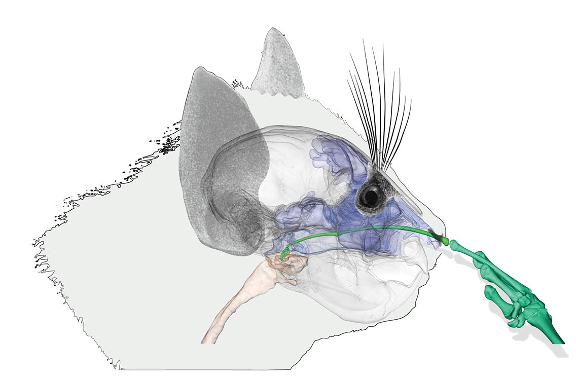 This CT-scan reconstruction shows an aye-aye picking its nose.