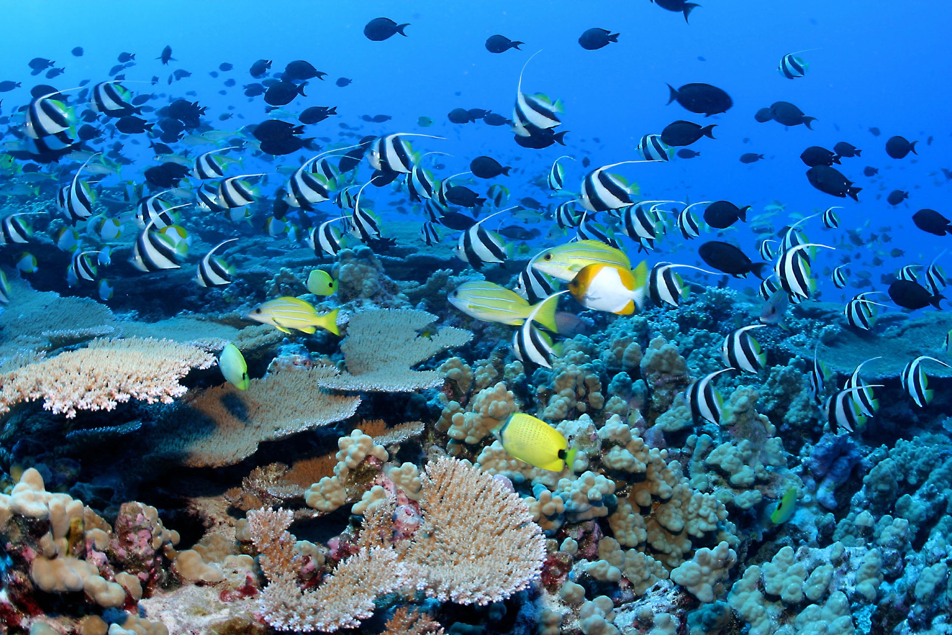 Resif balıkları Papahnaumokukea Deniz Ulusal Anıtı'nın sularında yüzüyor.