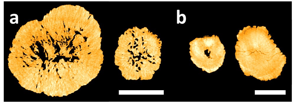 Cross sections of the recycled cathode particles and particles made from new materials, taken with an X-ray microscope.