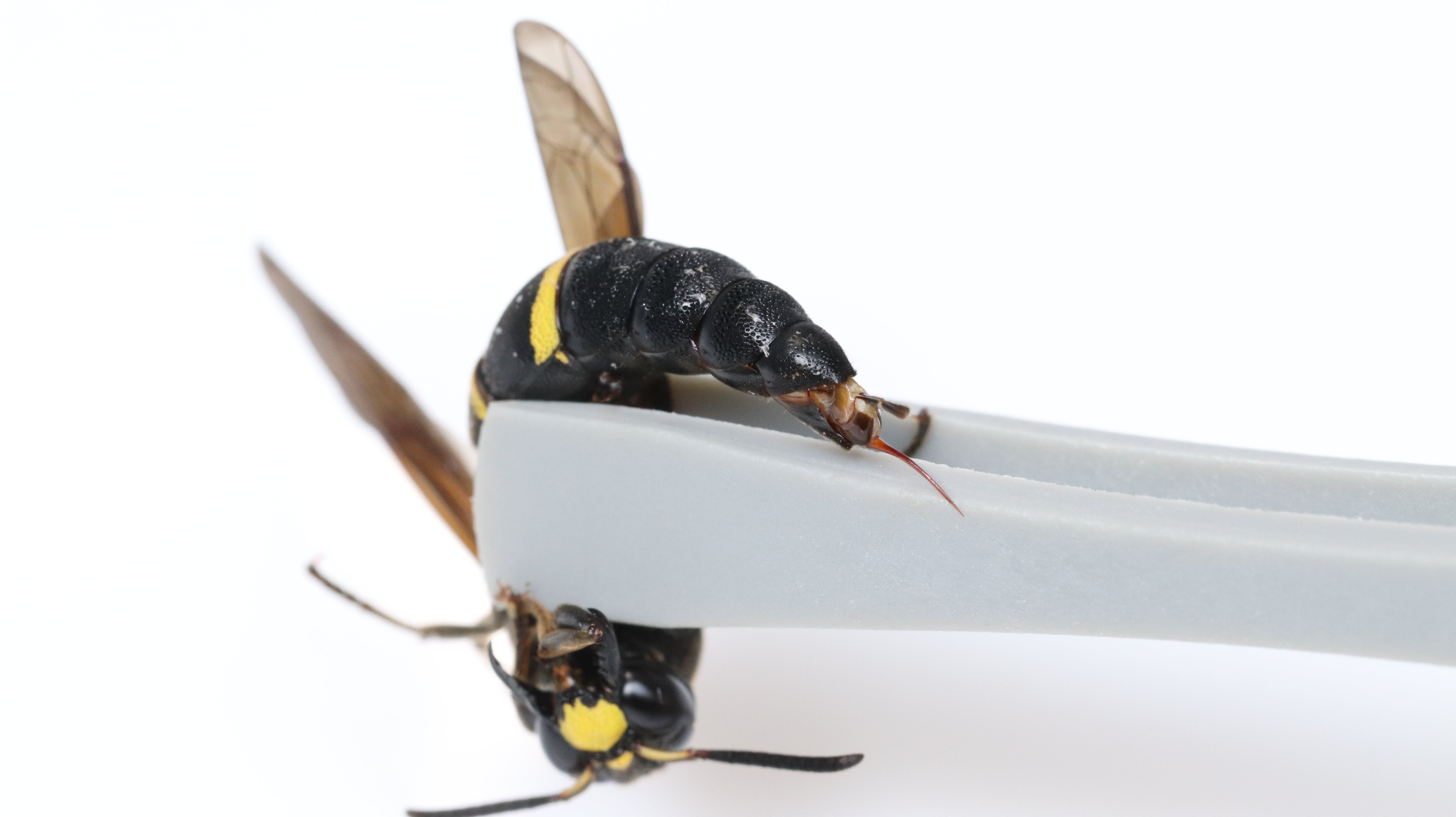 The sting of a female A. gibbifrons wasp.