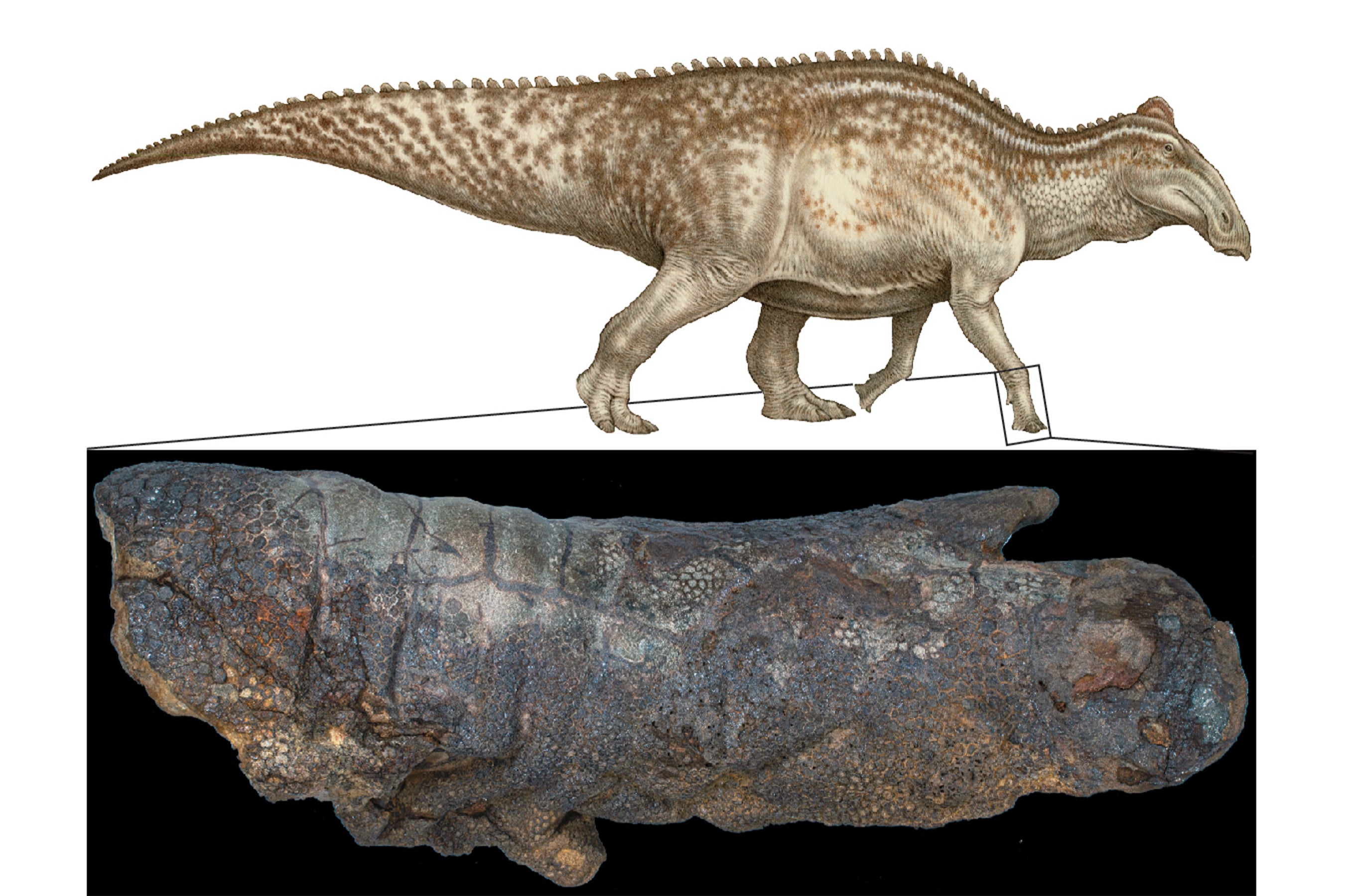 Full color Edmontosaurus reconstruction.