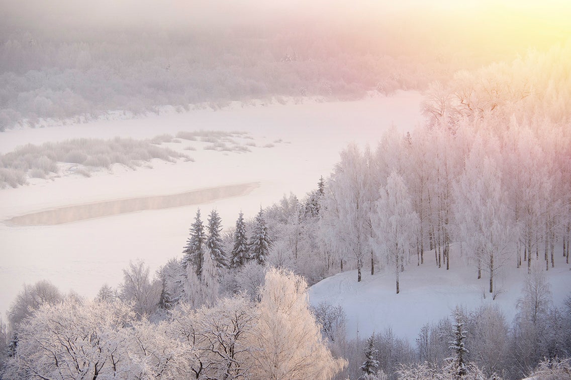 Winter ice fog covers a river and birch grove. 