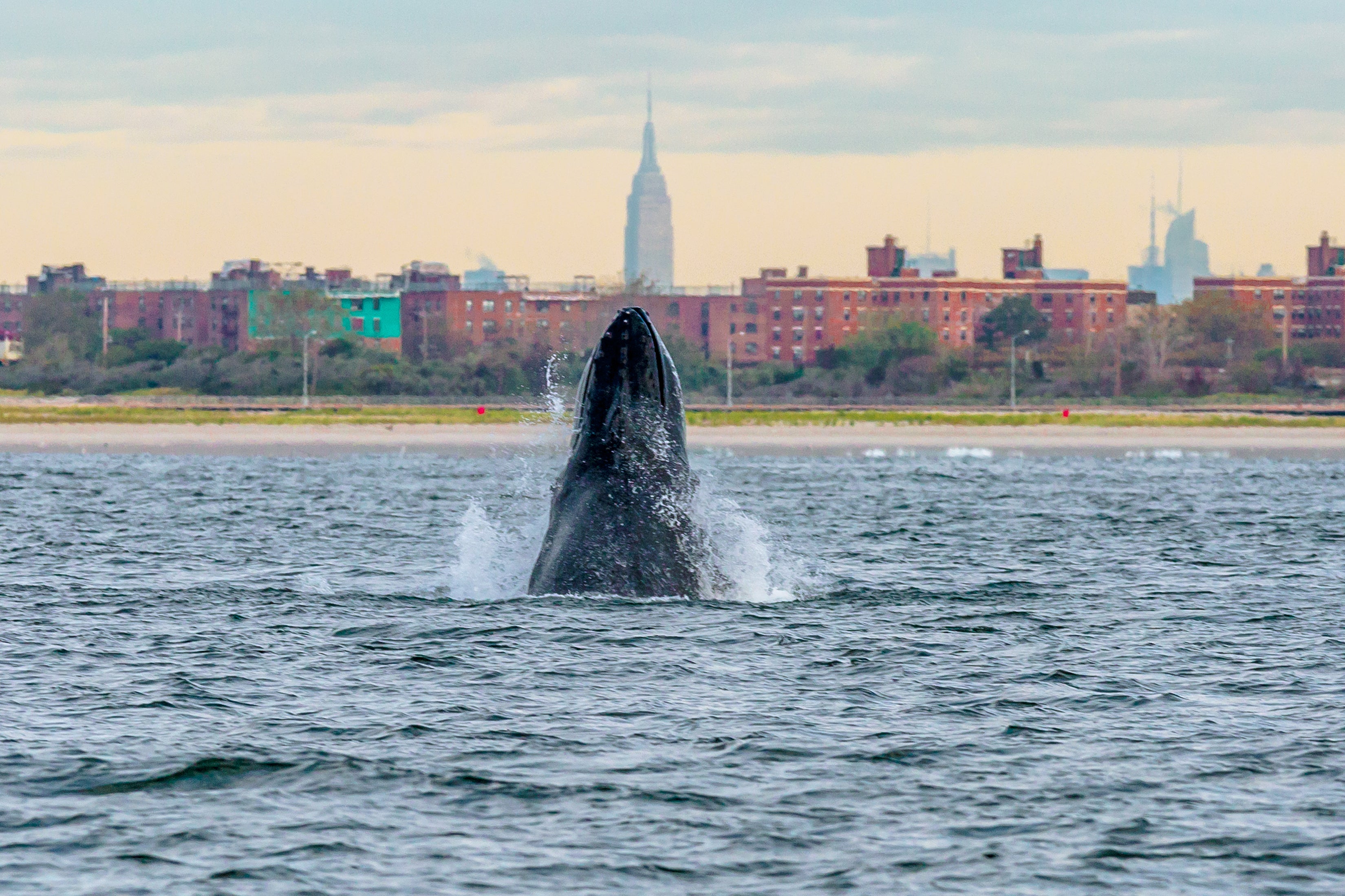 A humpback whale spyhops off the Rockaway Peninsula of New York City.