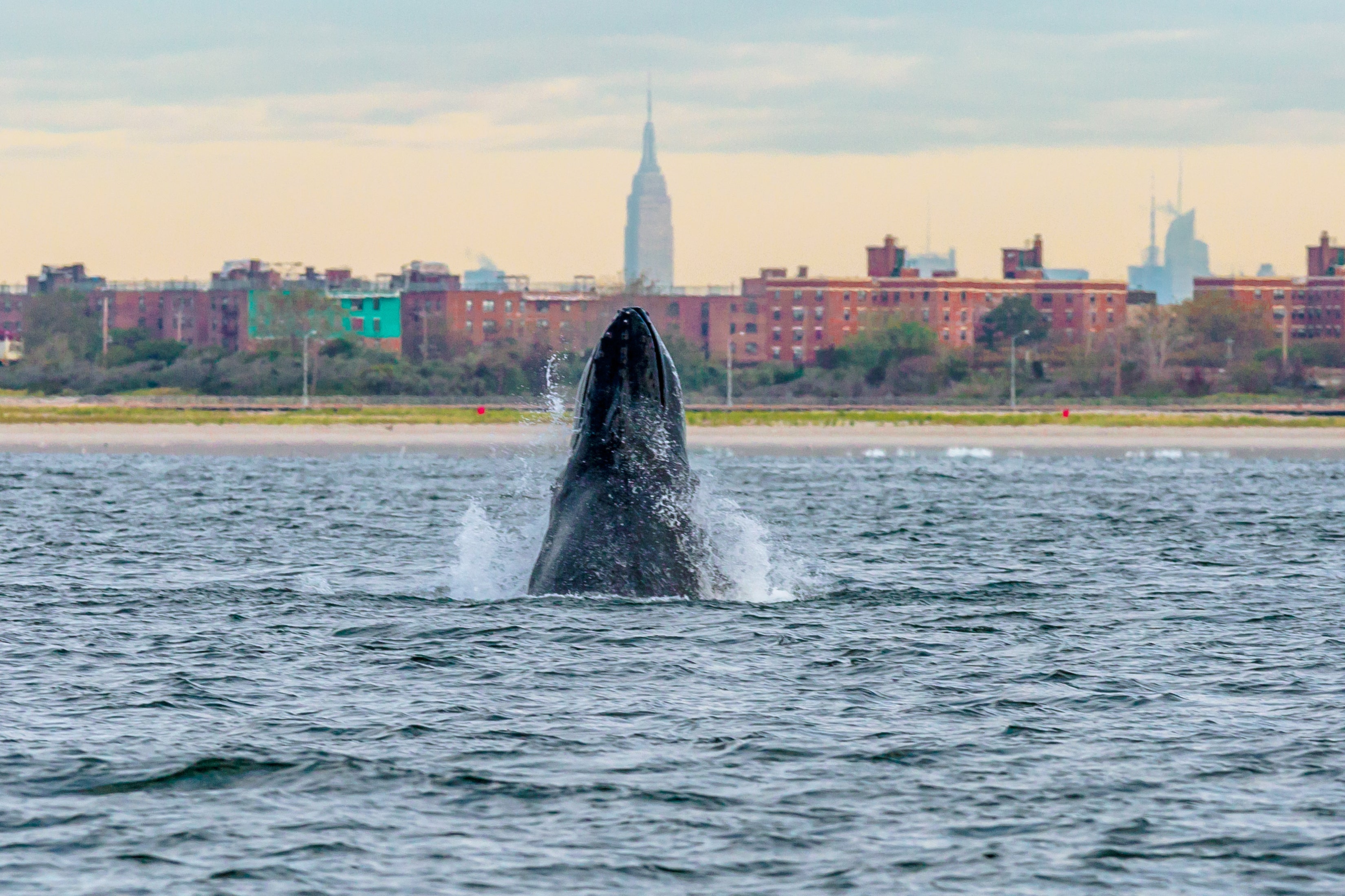 Une baleine à bosse espionne au large de la péninsule de Rockaway à New York.