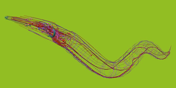 The roundworm C. elegans.