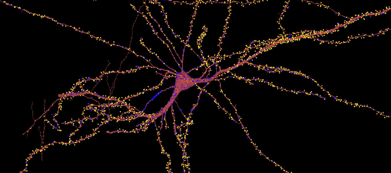 一个人类神经元的特写。