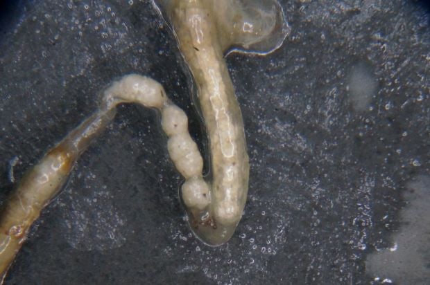 Polystyrene in the gut of a Zophobas morio beetle larvae