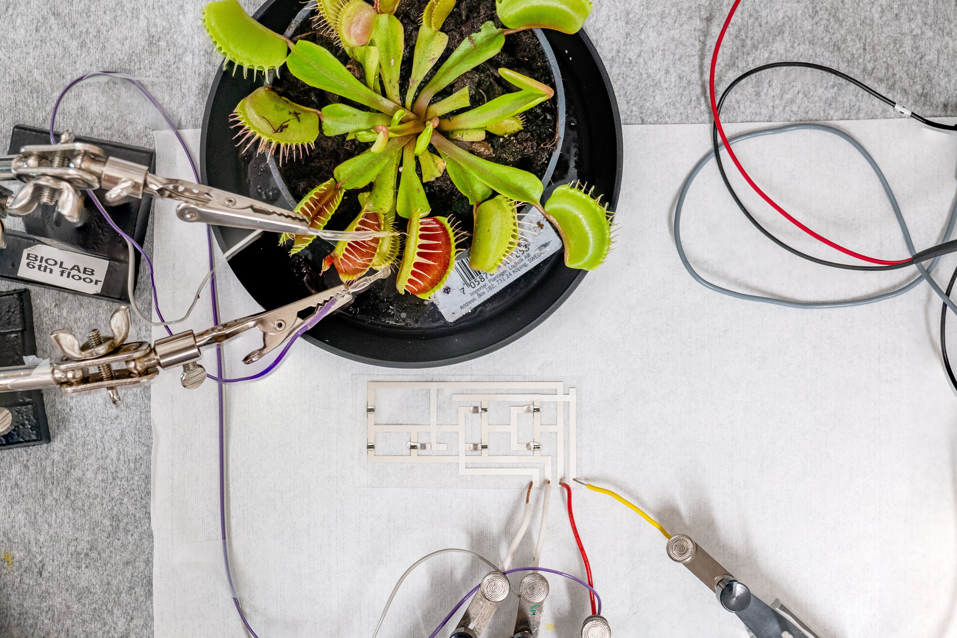 An artificial neuron is connected to a Venus flytrap.