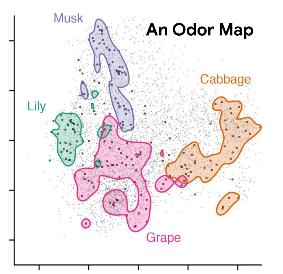 An illustration of the scent map (musk, lily, cabbage and grape)