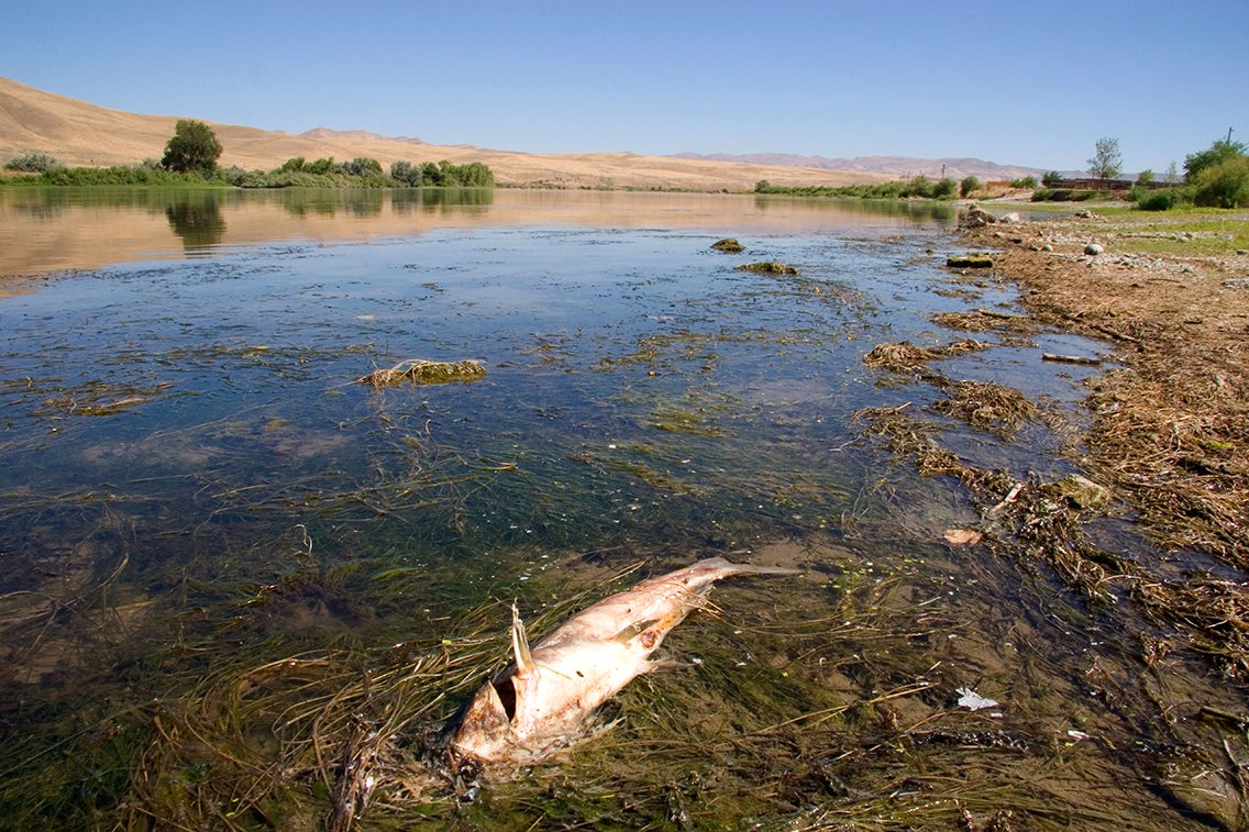 Muerte de peces en el río Snake en Idaho.