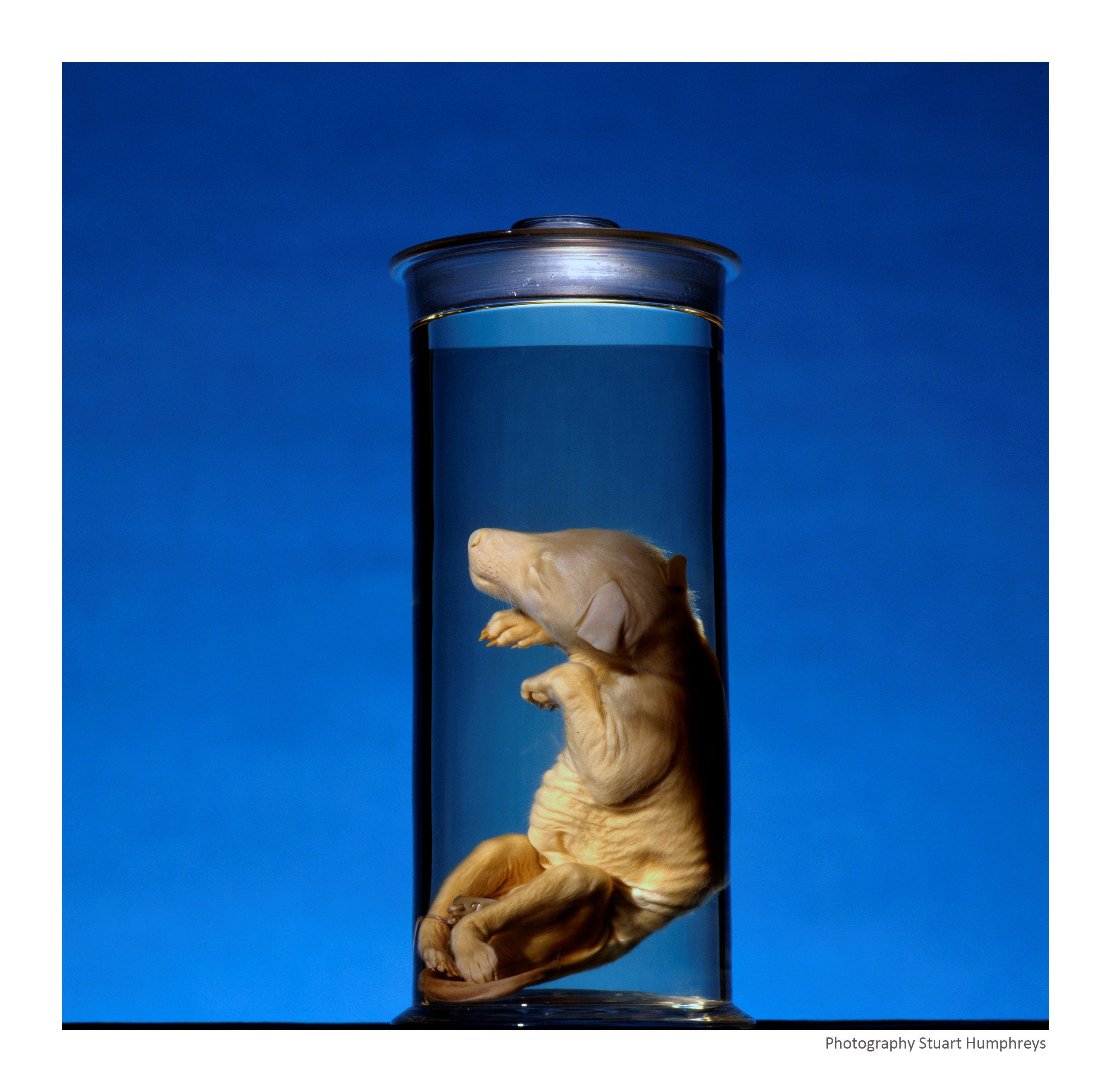 Preserved thylacine pup in 2001