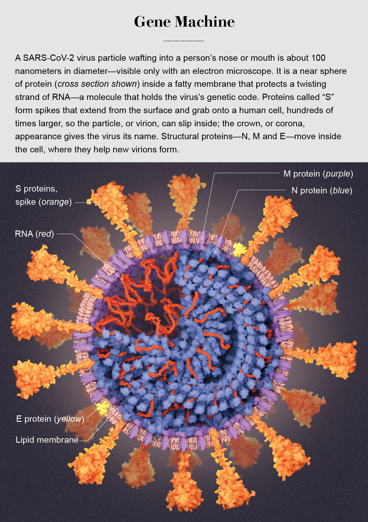 illustration of SARS-CoV2 virus particle highlights RNA lipid membrane and E M and S proteins