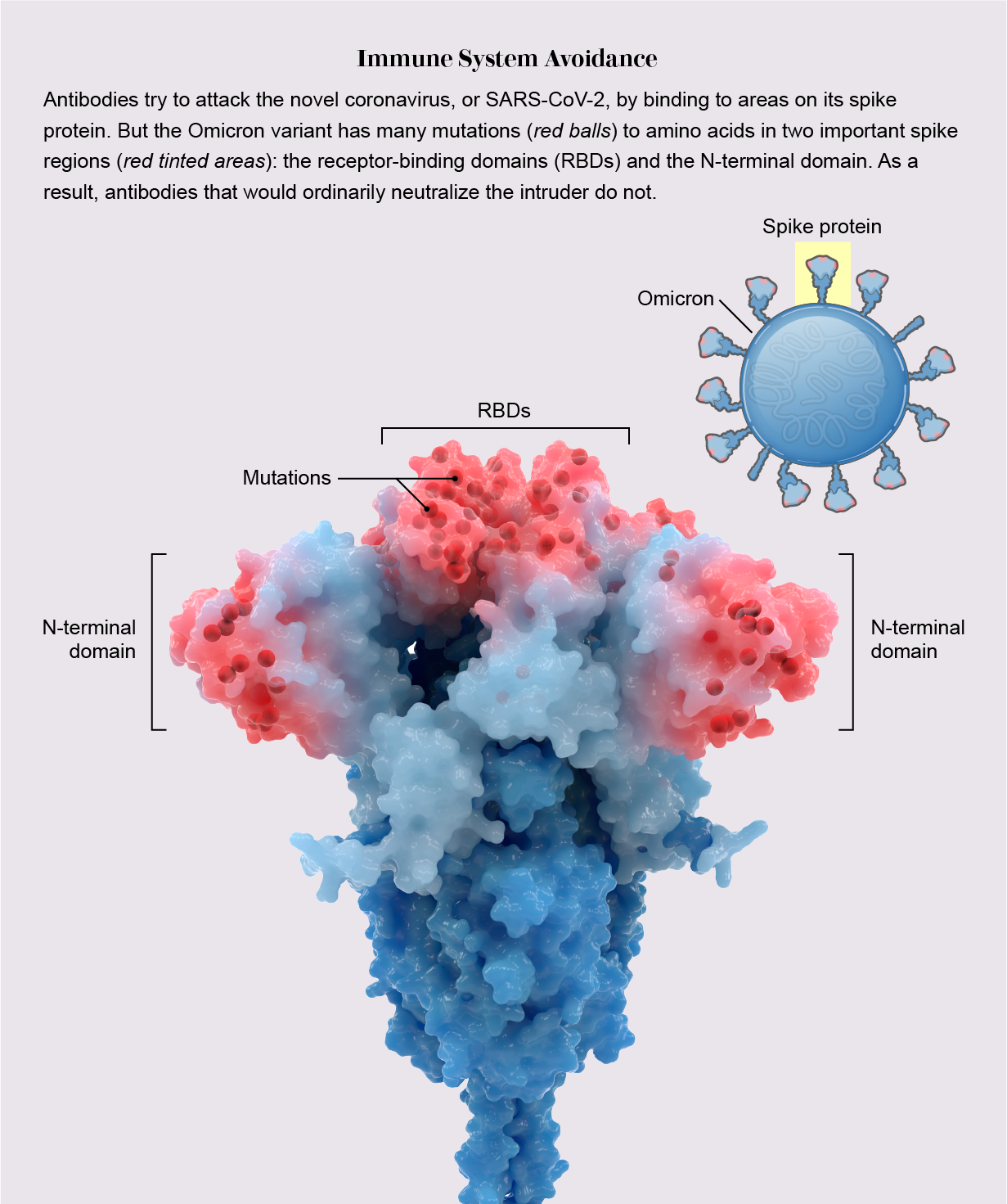 Graphic shows structure of Omicron variant’s spike protein and highlights key mutations that help it evade antibodies.