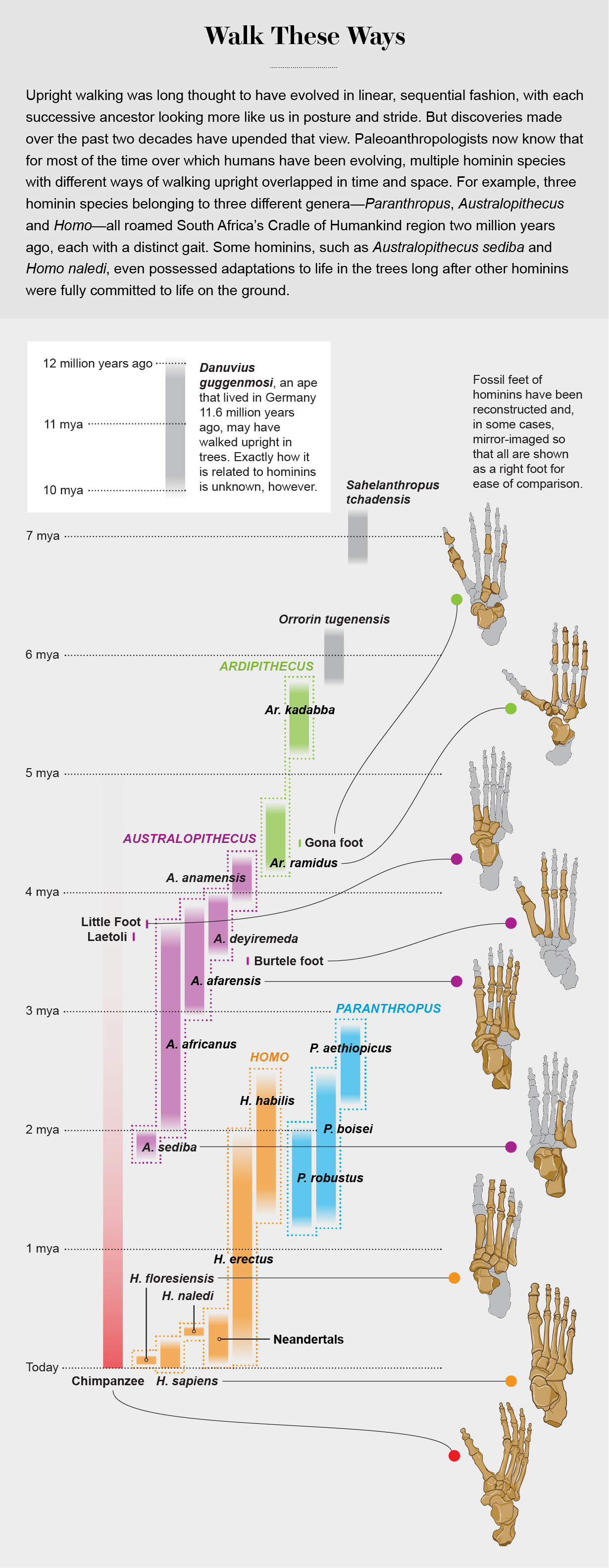 Family tree shows time spans associated with our evolutionary ancestors and highlights foot structures of various hominins.