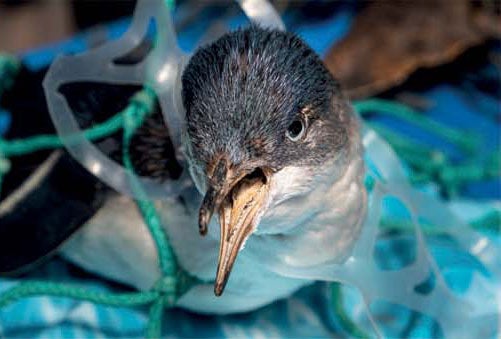 Bird trapped in discarded plastic netting.