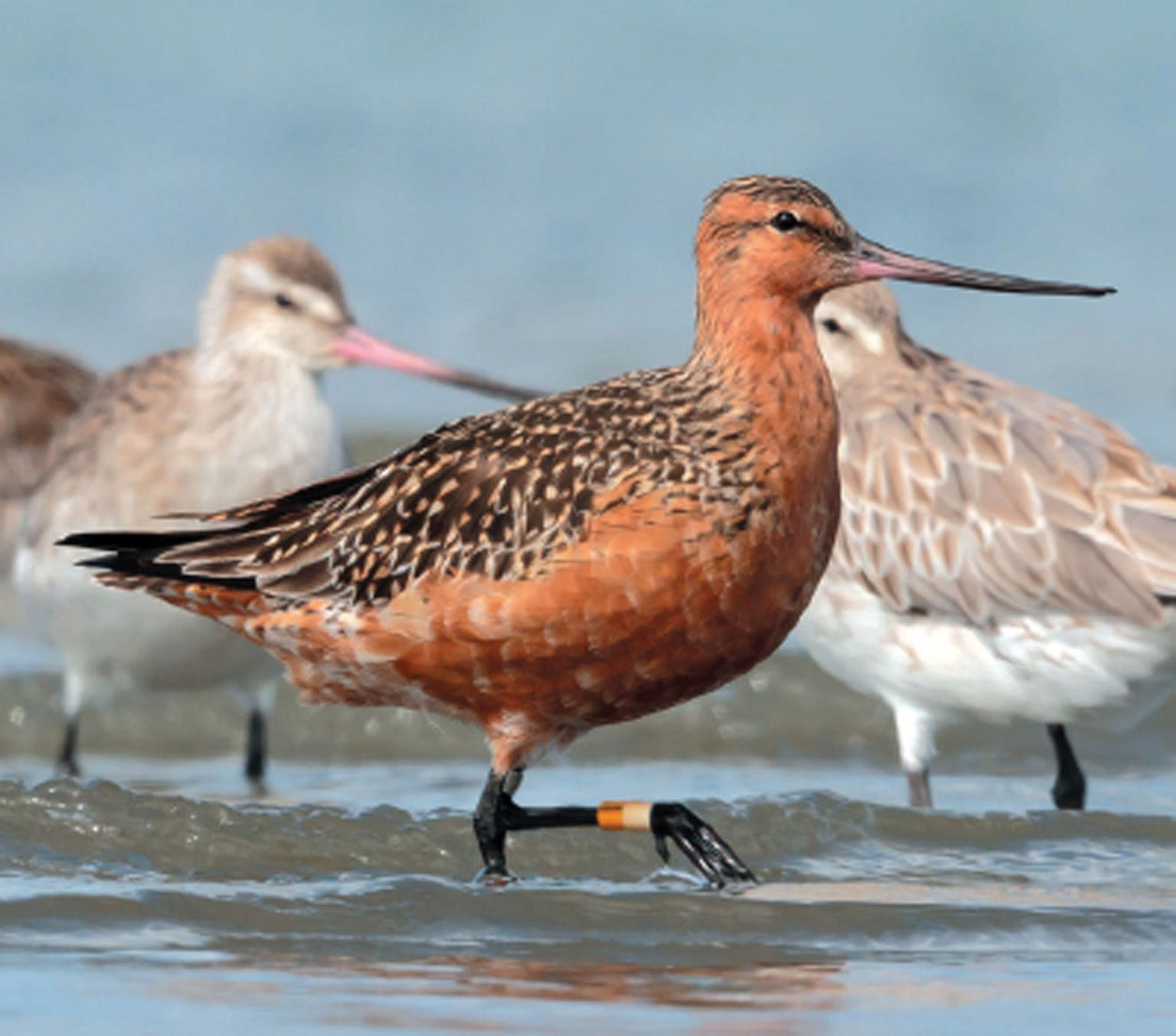 Bar-tailed Godwit.