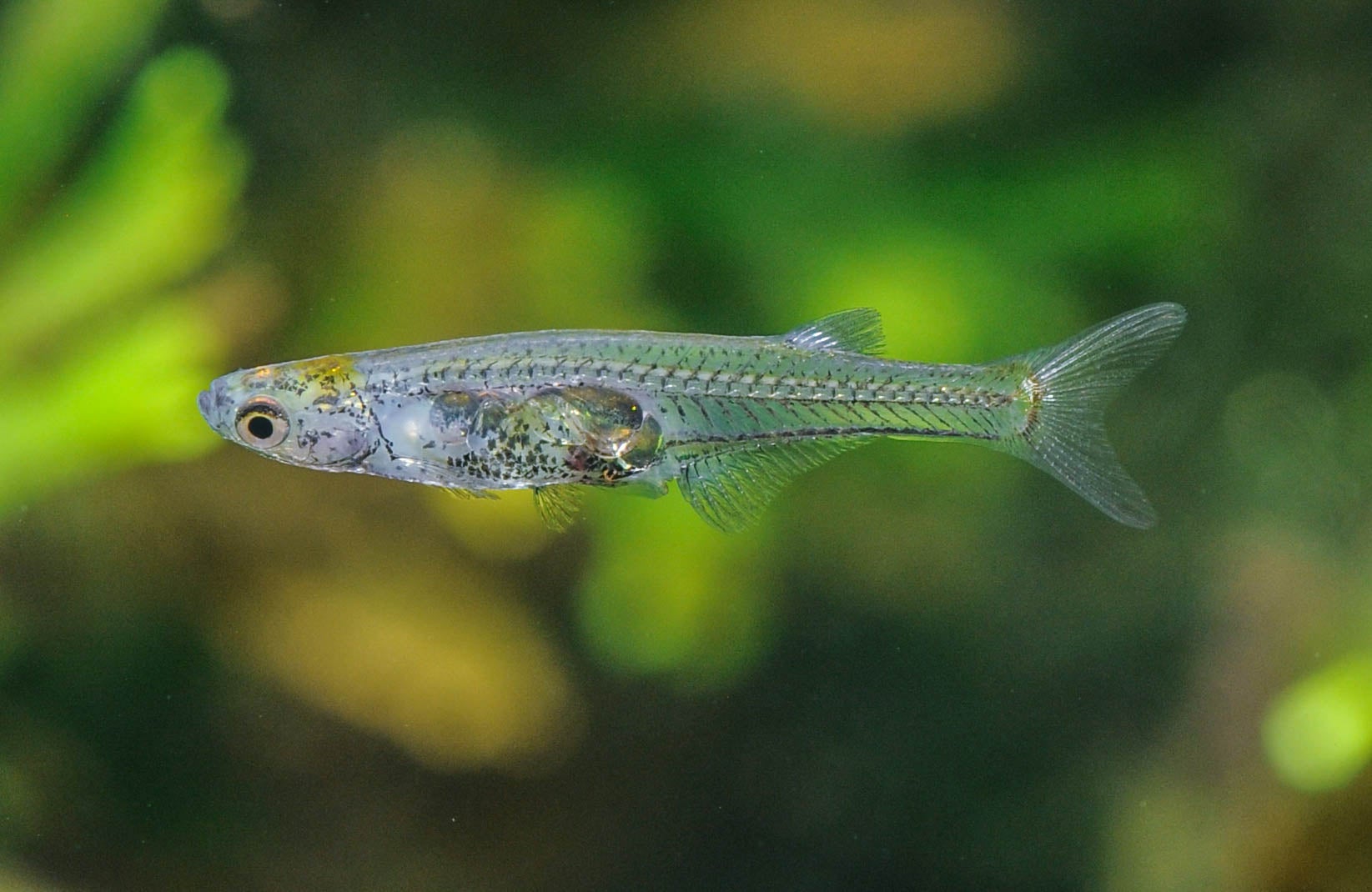 Blind Eel and Nearly Transparent Fish Discovered in 2021 Scientific