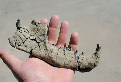 Hand holding a bone from a triisodontids.