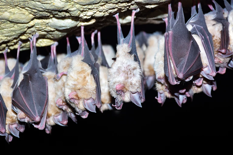 Bats sleeping.