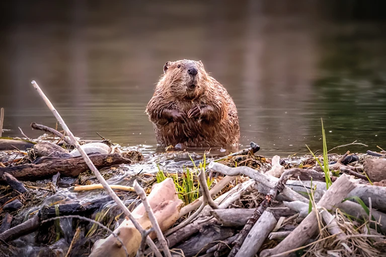 Beaver by a river.
