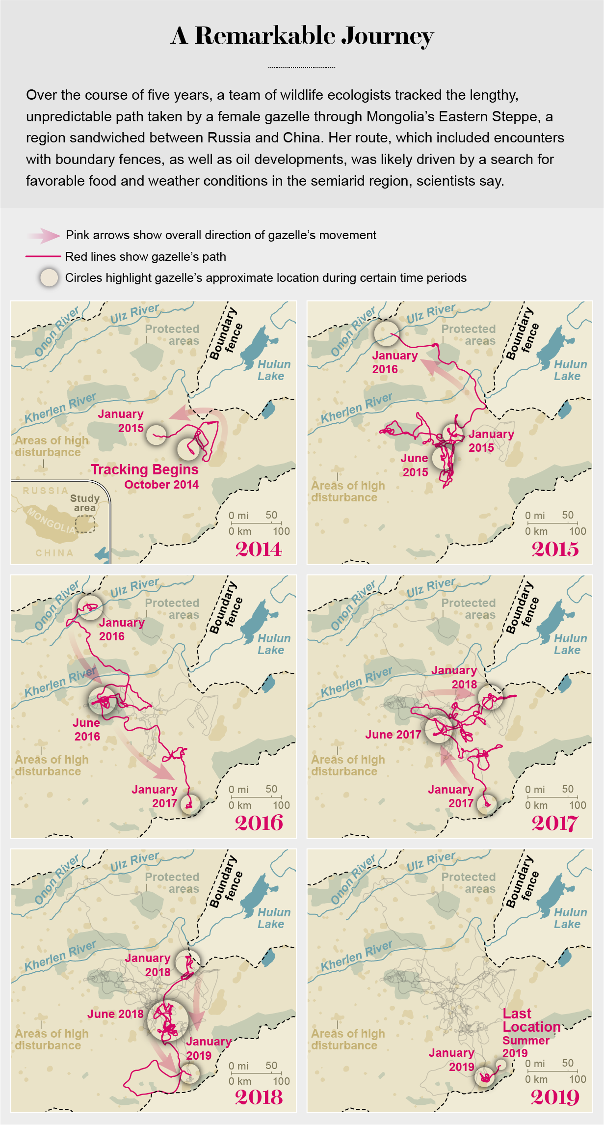 Los mapas muestran la ruta de movimiento de la gacela a través del este de Mongolia desde el comienzo de la persecución en 2014 hasta su muerte en 2019.