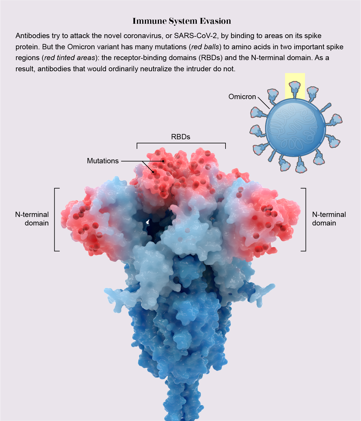 O gráfico mostra a estrutura da proteína spike da variante Omicron e destaca as principais mutações que ajudam a evitar anticorpos.