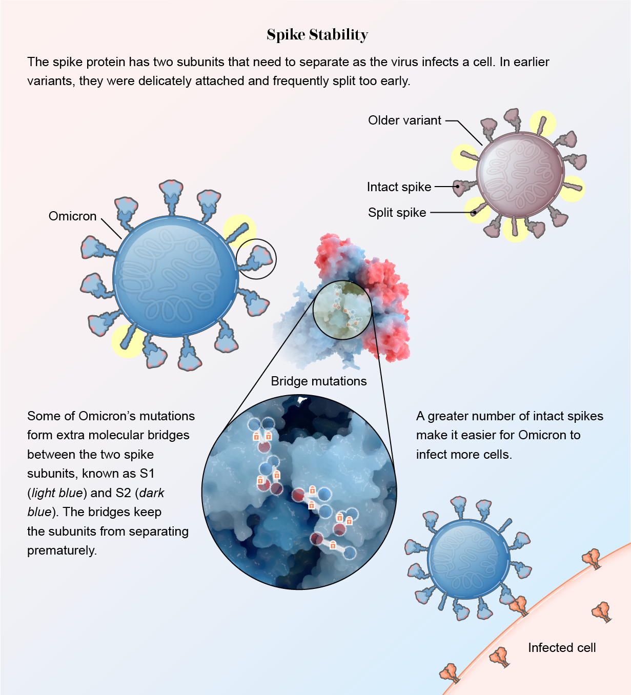 Graphic shows how mutations forming molecular bridges stabilize the spike protein, allowing Omicron to infect more cells.