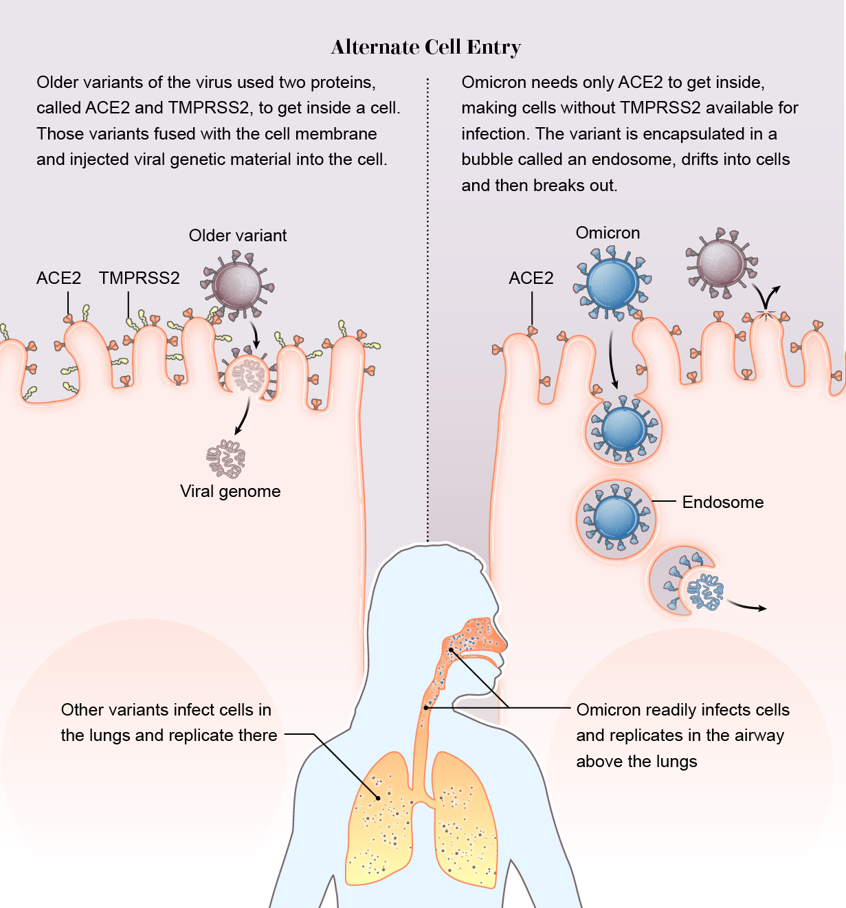 Graphic shows how Omicron enters a cell through an endosome without TMPRSS2 proteins required by older variants.