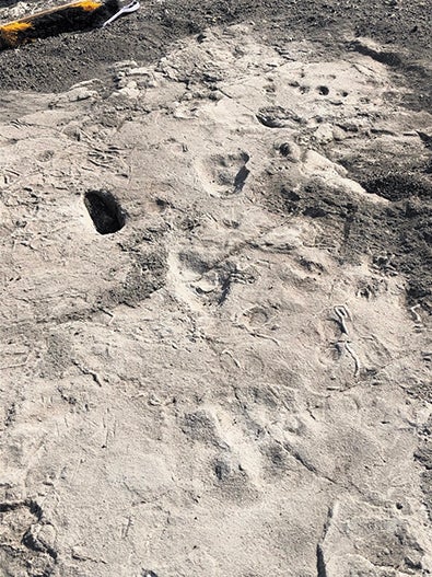 Fossil footprints from Laetoli, Tanzania, show that two different hominin species walked bipedally in this area 3.66 million years ago.