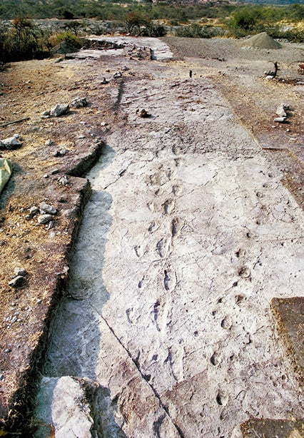 Fossil footprints from Laetoli, Tanzania, show that two different hominin species walked bipedally in this area 3.66 million years ago.